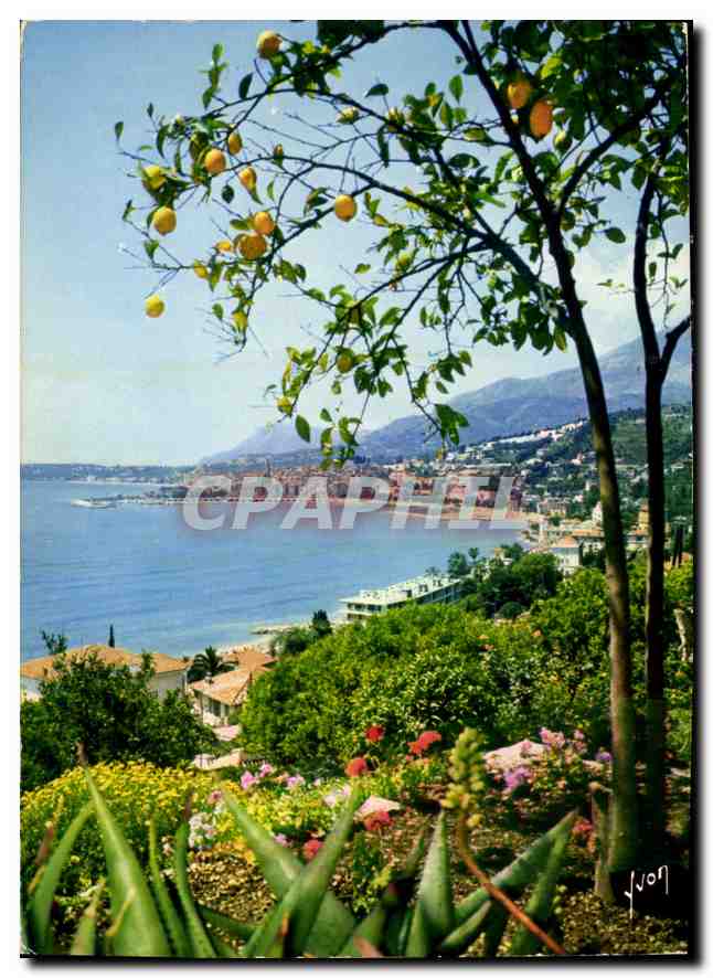 CPM La Cote d'Azur miracle de la nature Menton Alpes Maritimes les citronniers et la Splendide Baie 