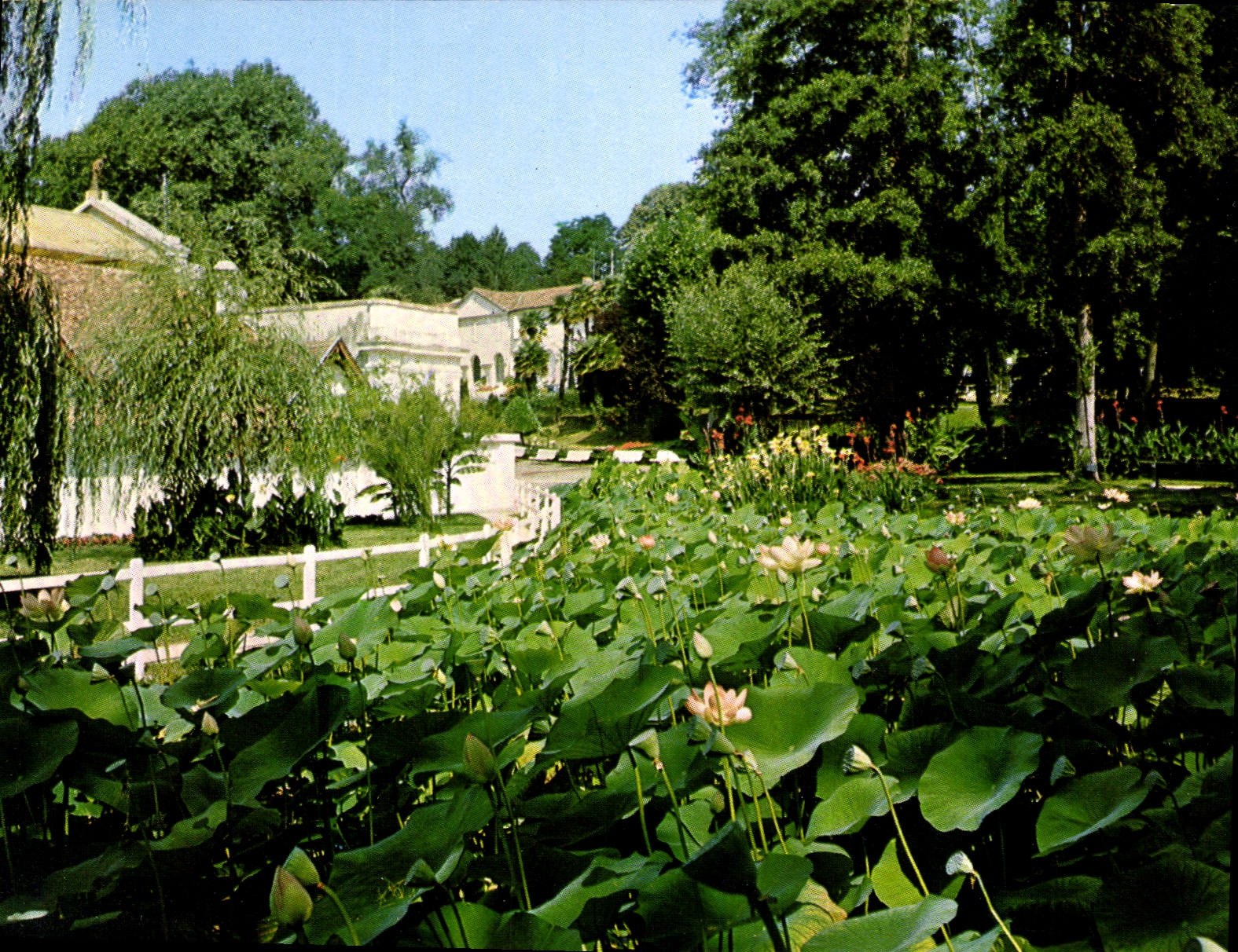 Barbotan-les-Thermes — Le Parc aux Lotus — Cartes MYS, Agen