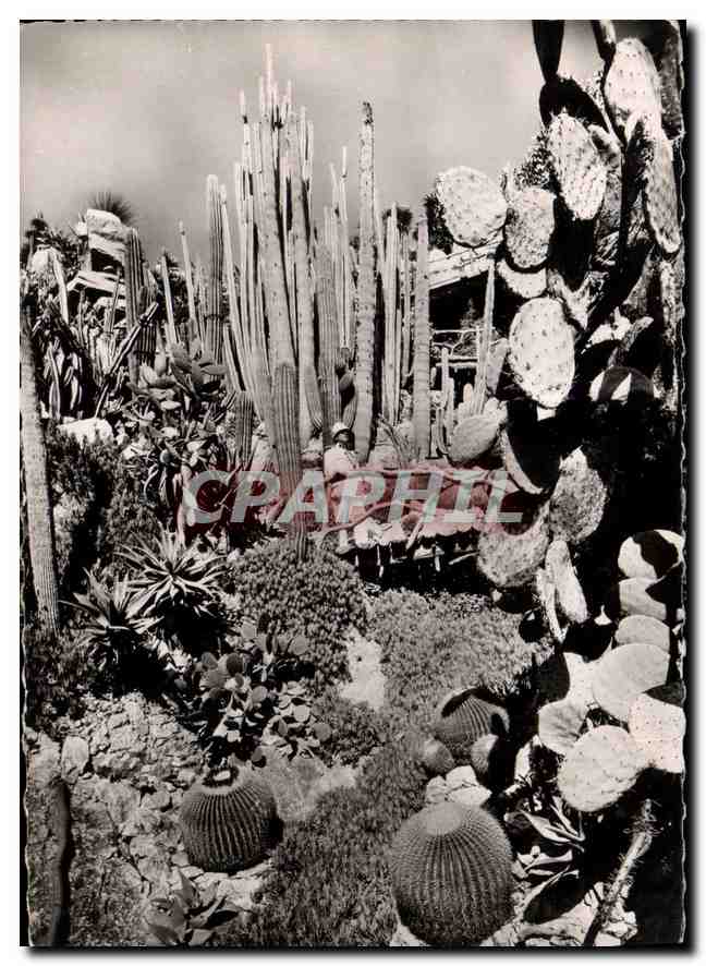 Jardin Exotique de Monaco — Cactus et succulentes — Éditions Lavelle & Cie