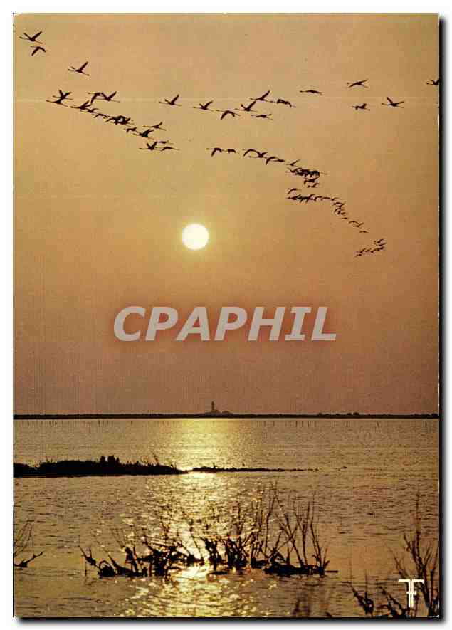 CPM Camargue les Flamants roses font une gloire au soleil Couchant 