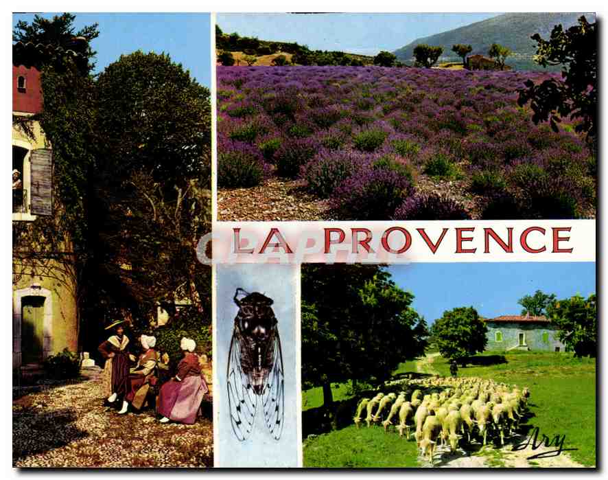 CPM Pigeonnier Provencal Champ de Lavande Troupeau de Moutons 