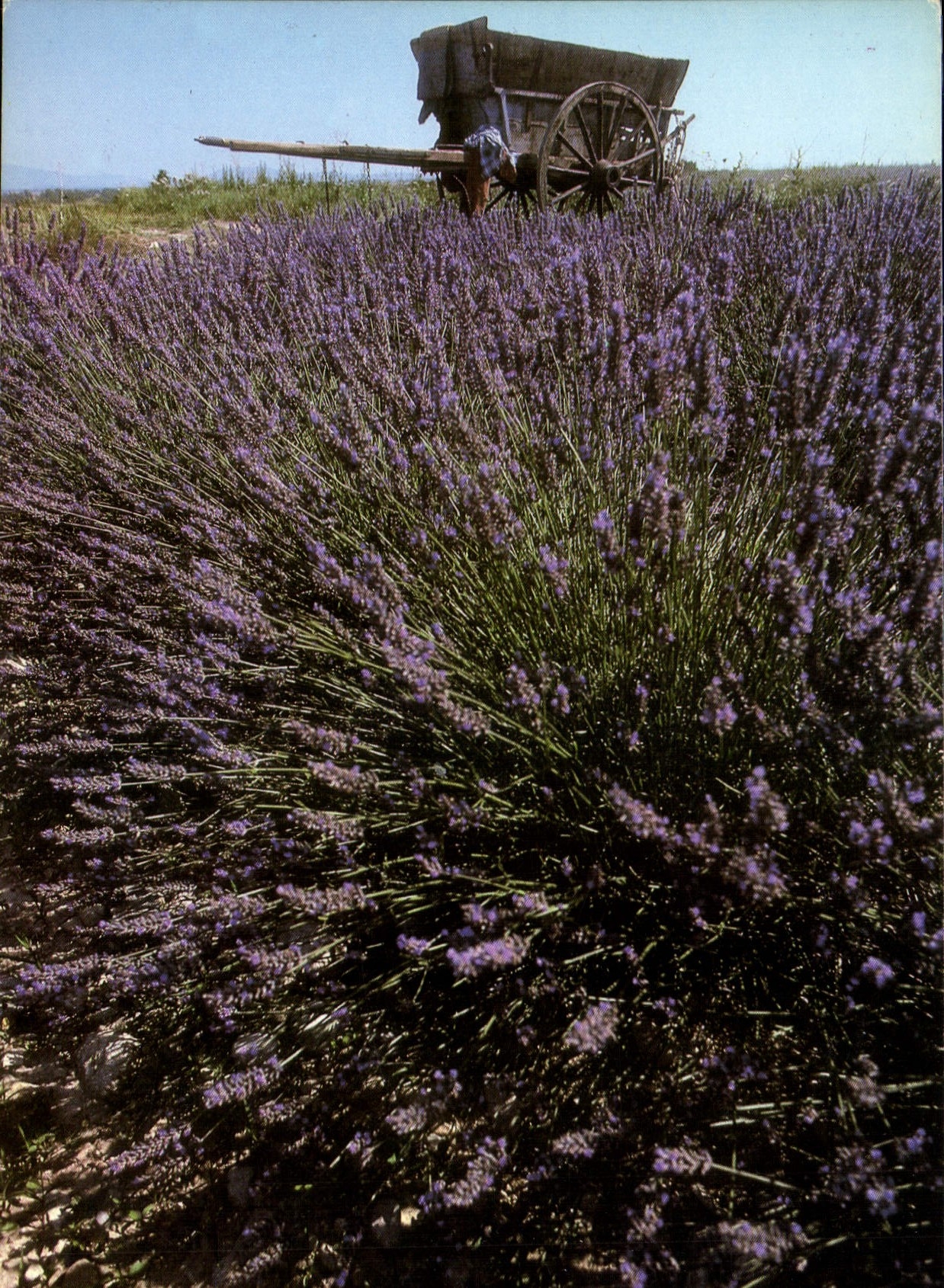 Lavendel in der Provence — Photogly Editionen 440, Serie AC 49