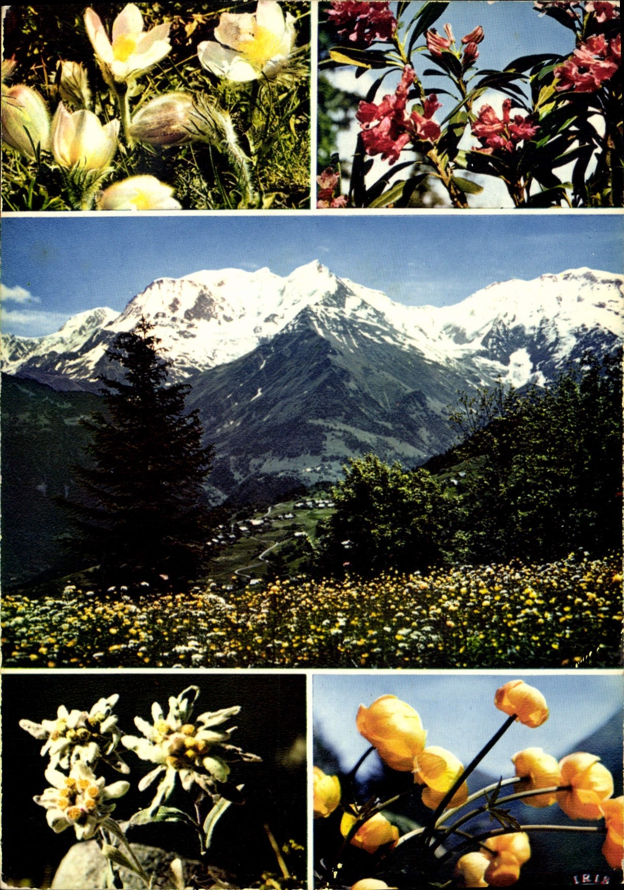 CPM Les Alpes Fleuries 