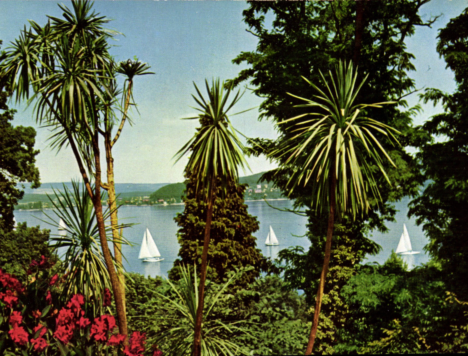 CPM Ile de Mainau au Lac de Constance Groupe de Dracaeneas 
