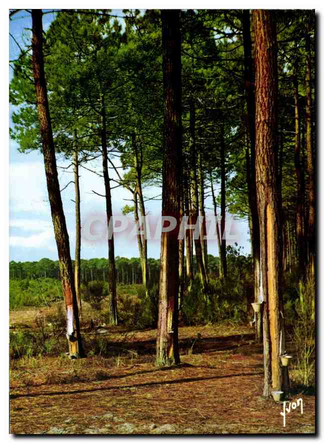 CPM Couleurs et Lumiere de France A l'Oree de la foret de pins 