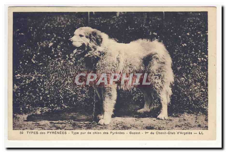 Chien des Pyrénées — Gazost — 1er du Chenil-Club d'Argelès — LL