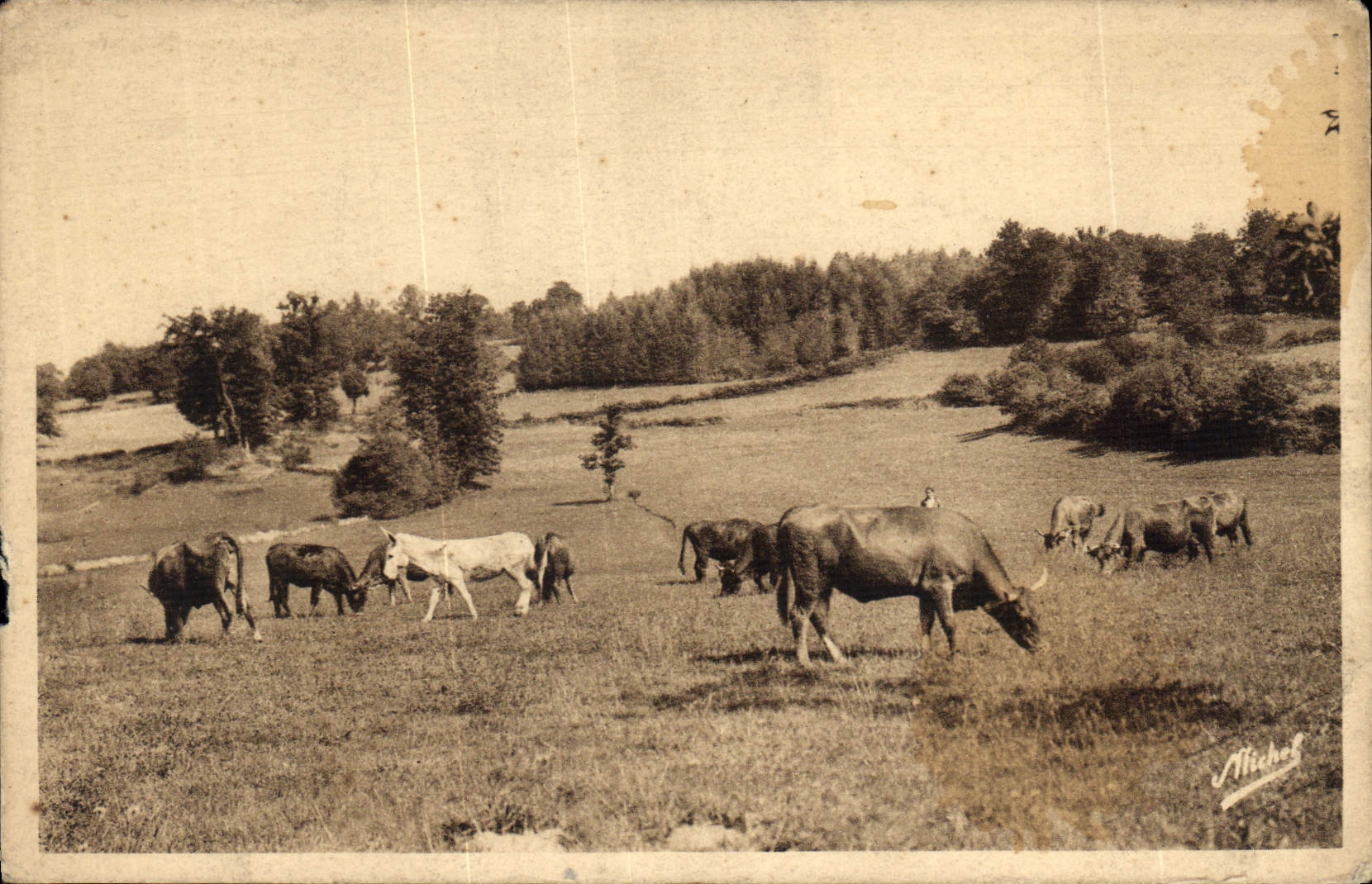 CPA La Correze touristique scene champetre un paturage Vaches Chevaux