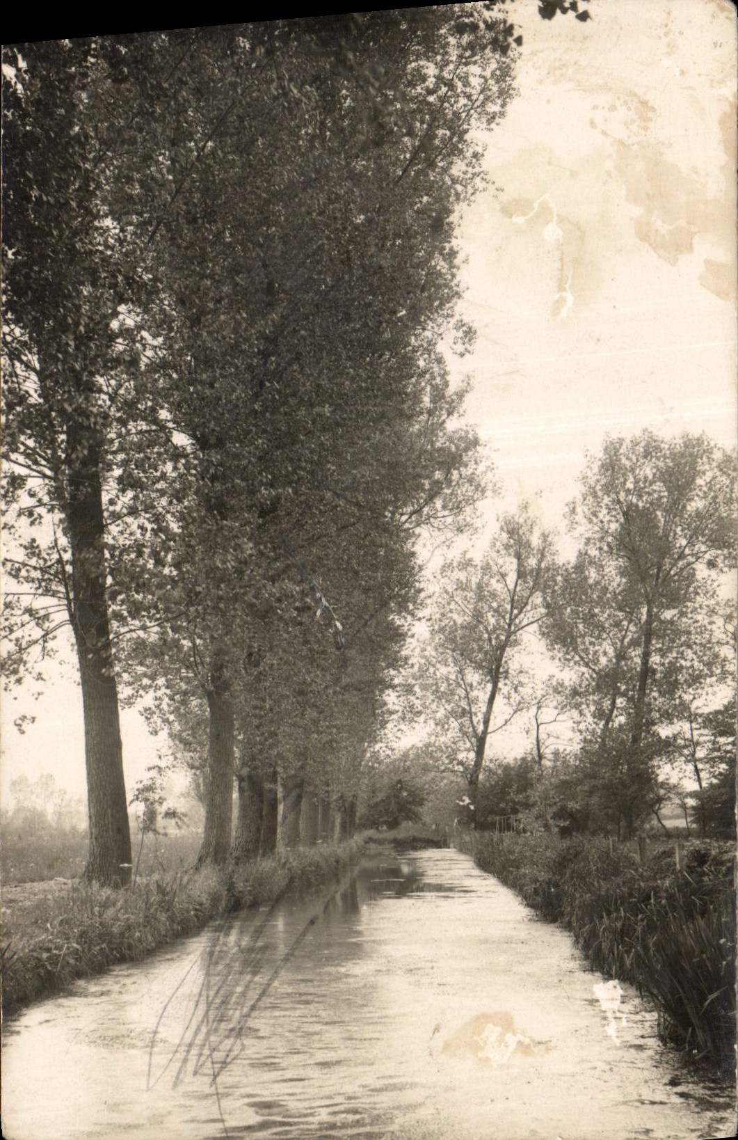 CARTE PHOTO Arbre