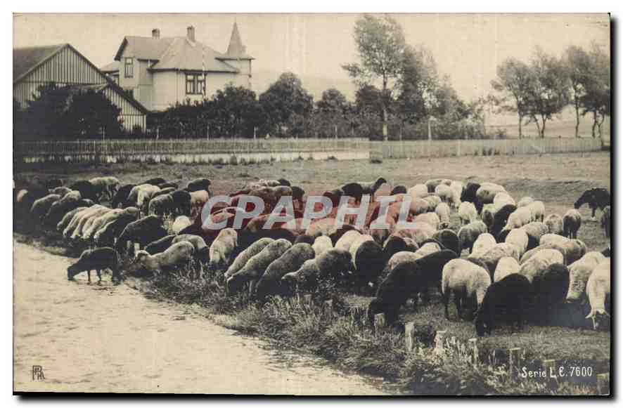 CPA Moutons