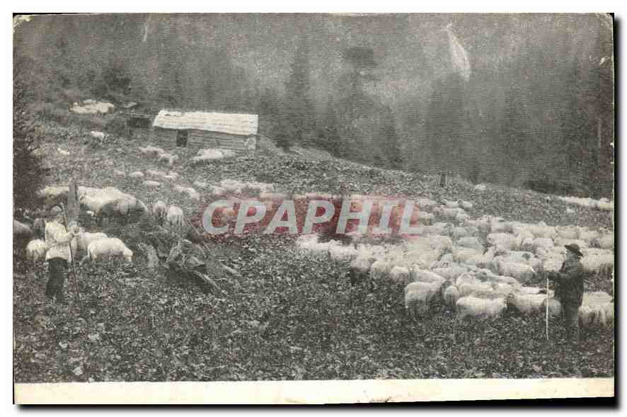 CPA Berger Moutons