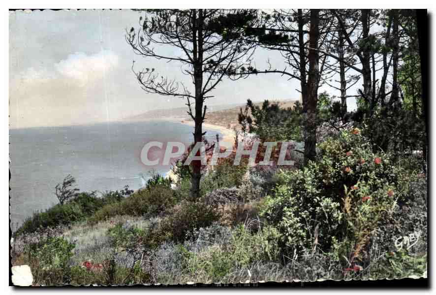 CPA Villers sur Mer Calvados Vue panoramique a travers le Pins 