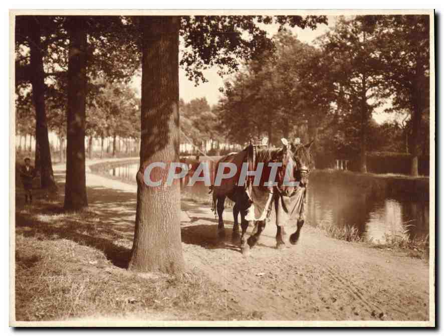Photo Cheval Attelage