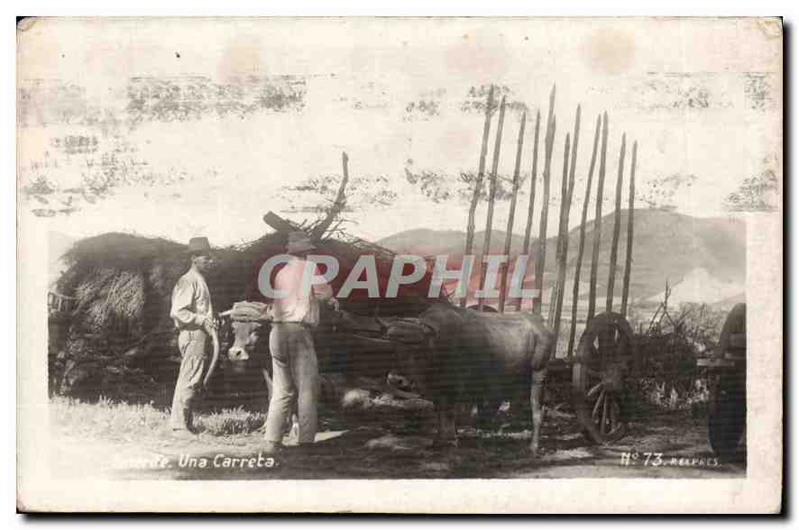 CARTE PHOTO Tenerife Una carreta Attelage Bœufs