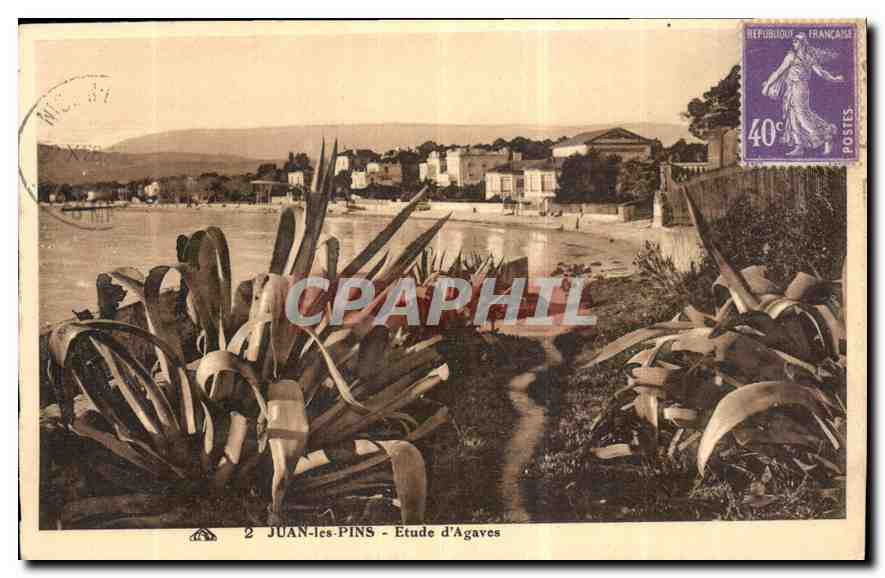 CPA Juan les Pins Etude d'Agaves 