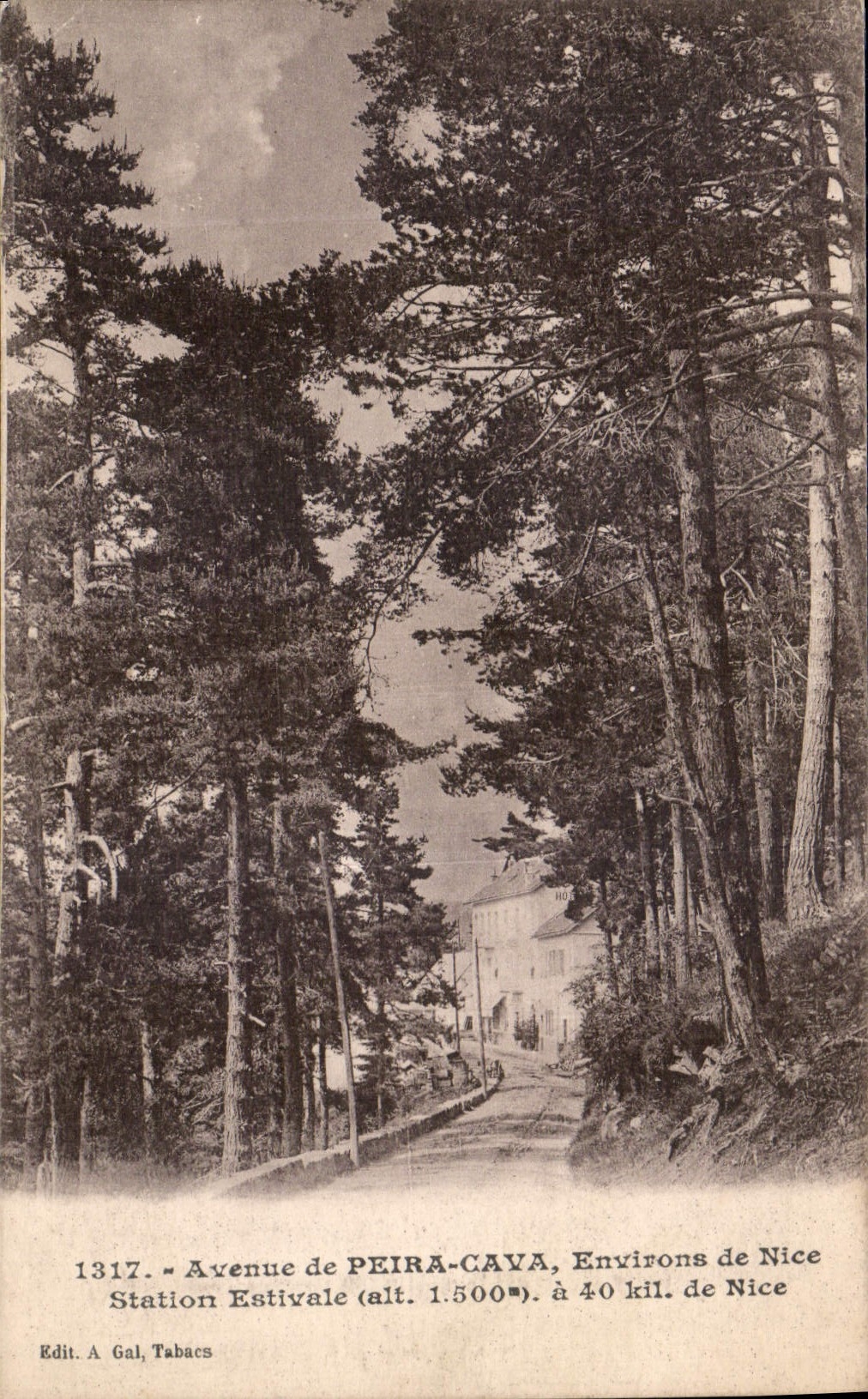 CPA Avenue de Peira Cava environs de Nice Station Estivale a 40 kil de Nice 