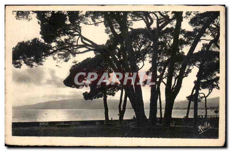CPA Juan les Pins Contre-Jour sur la Pinede 