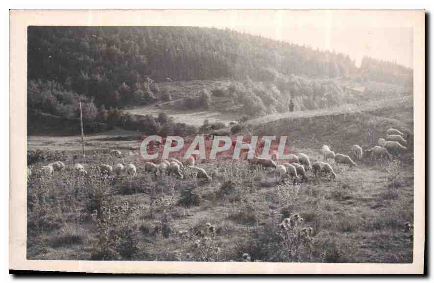 CARTE PHOTO Moutons