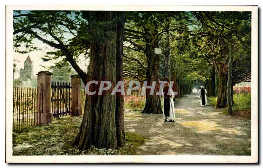 CPA Ile Saint Honorat Allee des Cypres conduisant au Monastere 