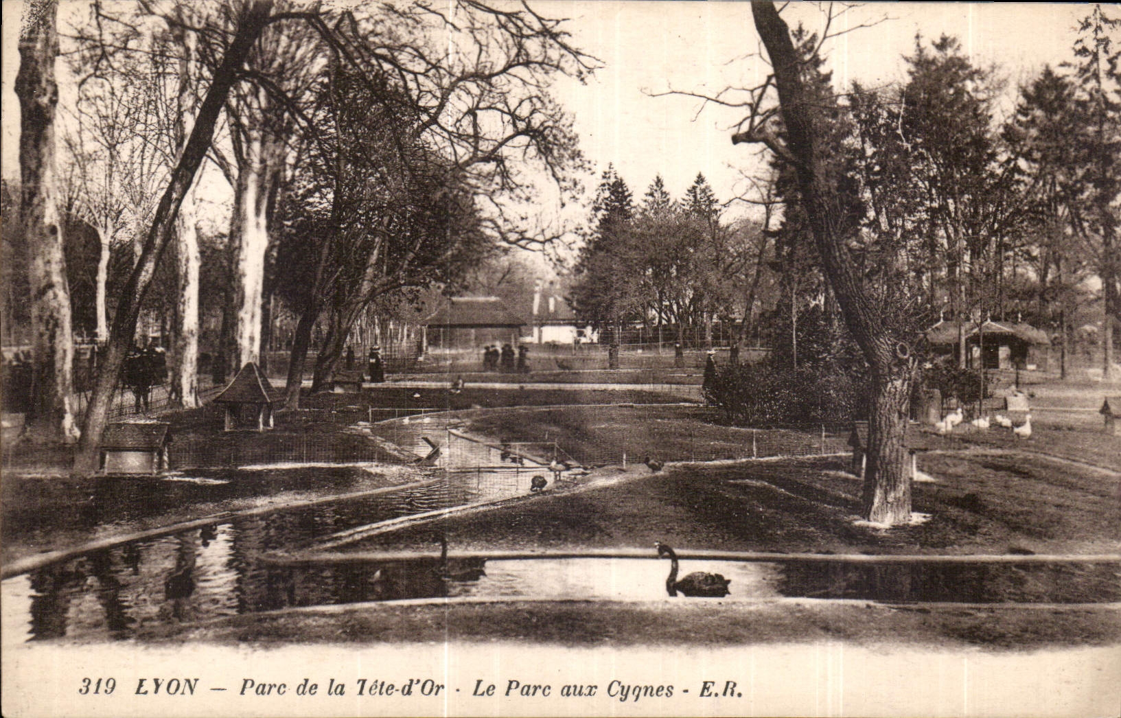CPA Lyon Parc de la Tete d'Or Le Parc aux Cygnes 
