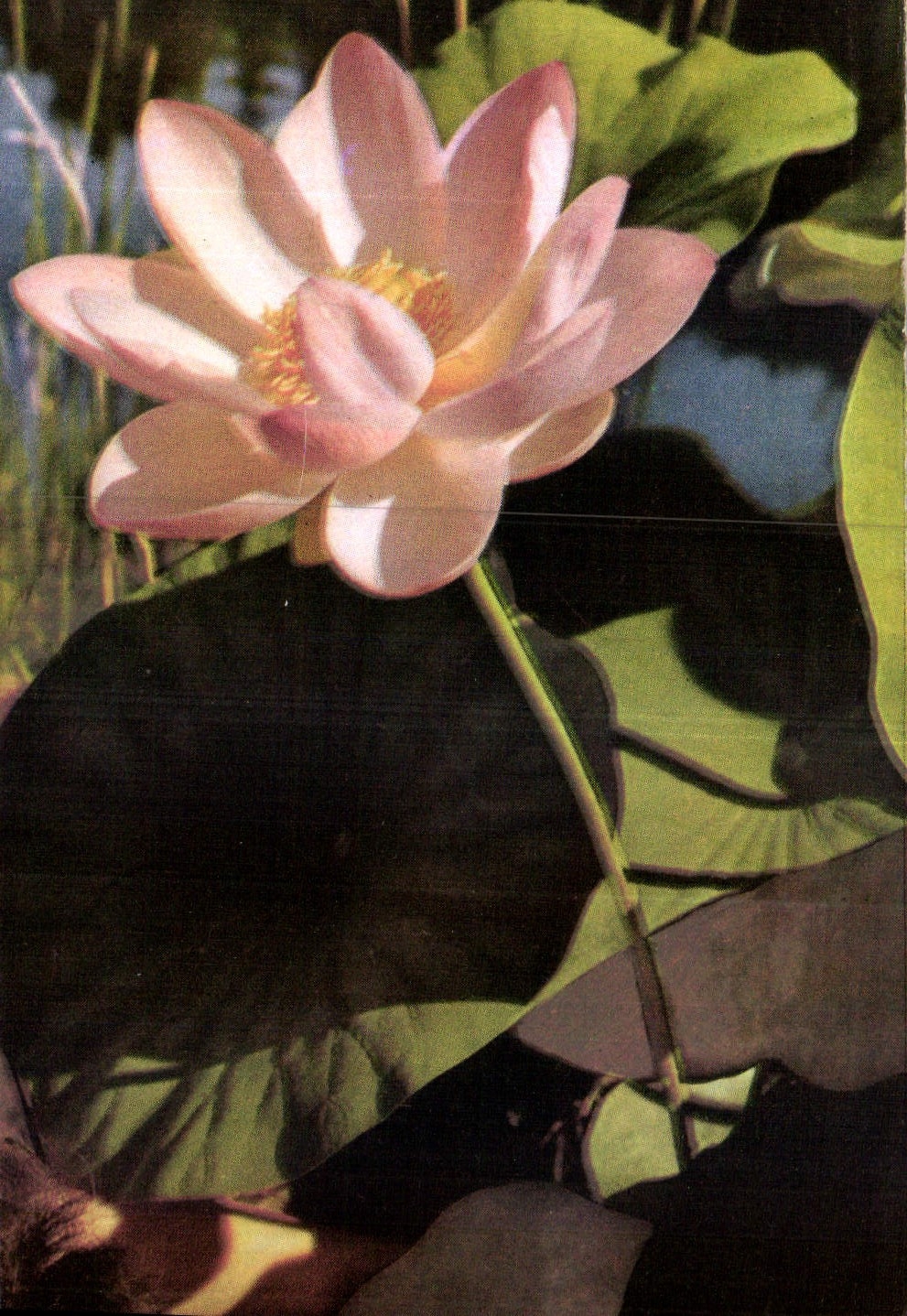 CPA Nymphoea pour vos amis une carte souvenir 