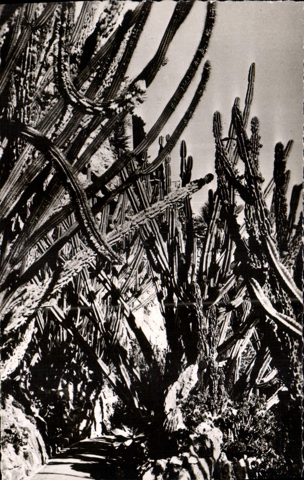 CPA Jardin Exotique de Monaco Allee des Cereus 