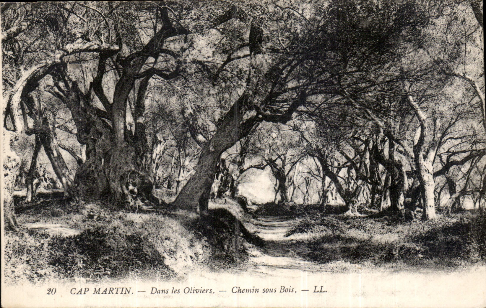 CPA Cap Martin Dans les Oliviers chemin sous bois 