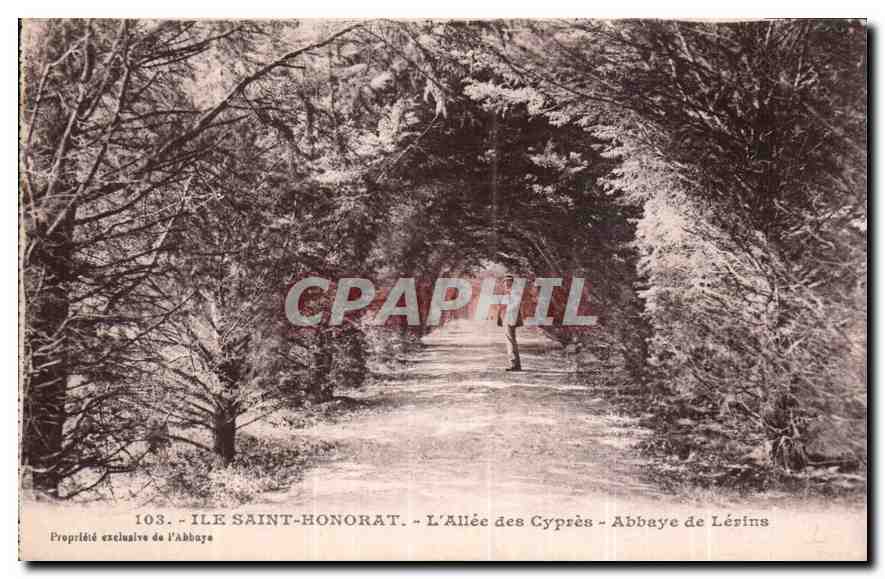CPA Ile Saint Honorat l'Allee des Cypres Abbaye de Lerins 