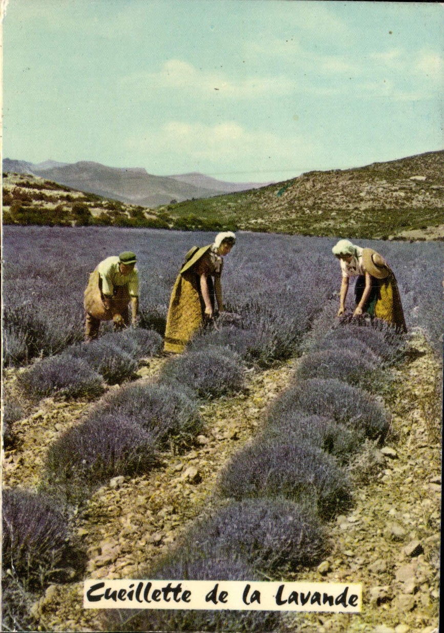 Cueillette de la Lavande — Castellane — Editions Photoguay, Nice