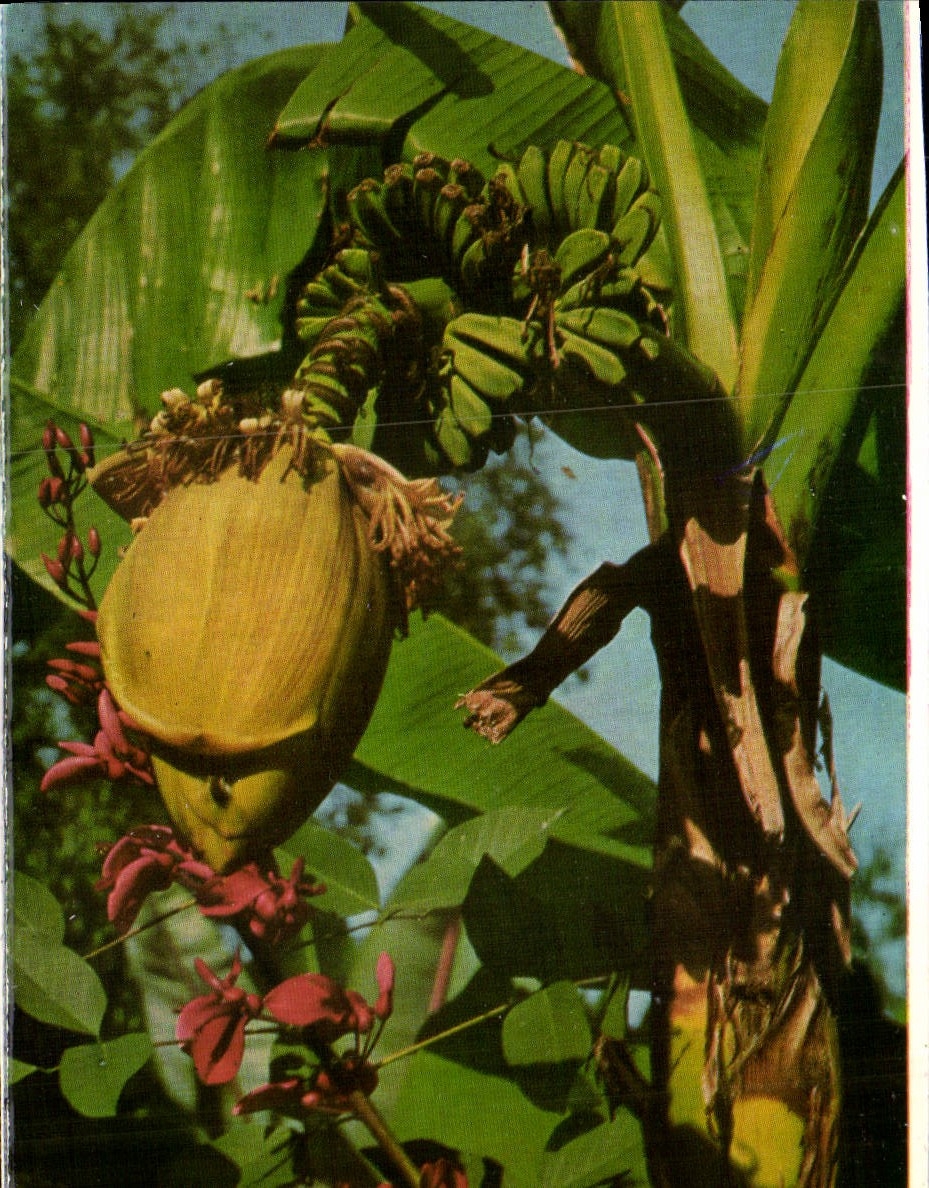 Bananier fruitier — Insel Mainau im Bodensee — CPAPHIL