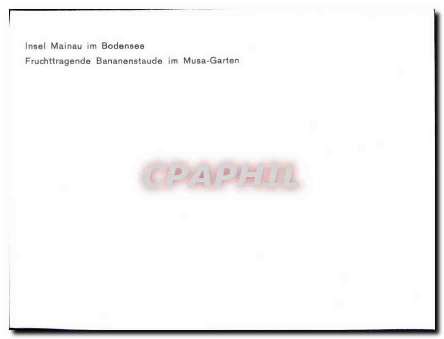 Bananier fruitier — Insel Mainau im Bodensee — CPAPHIL — Rückseite
