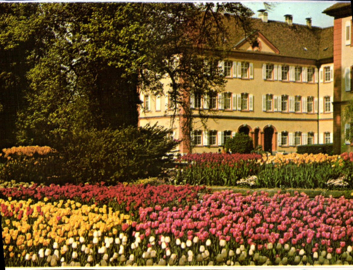 CPA Insel Mainau im Bodensee Tulpen vor dem Deutsch Ordensschlob 