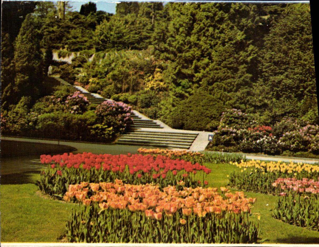 CPA Insel Mainau im Bodensee Ufergarten mit Rhododendrontreppe 
