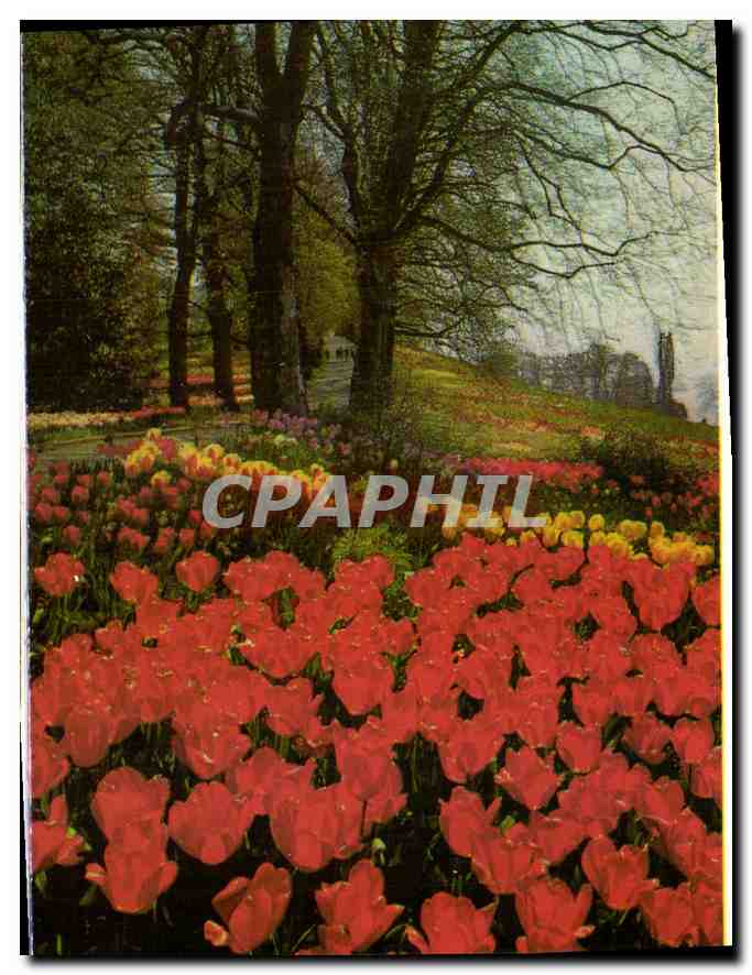 CPM Insel Mainau im Bodensee Reizvolle partie an der Fruhlingsstrabe mit Hunderttausenden von Tulpen