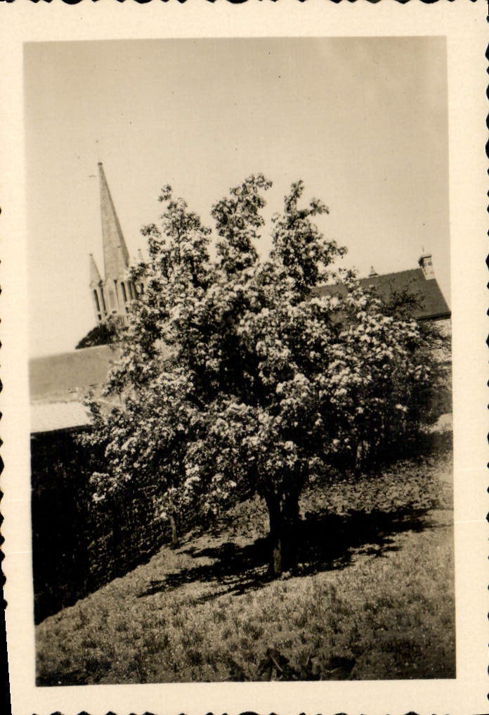 Photo Arbre