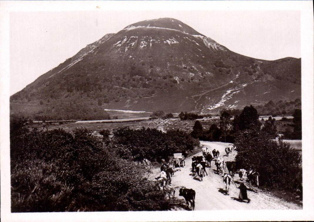 Montagne enneigée — troupeau de vaches sur route — CPAPHIL