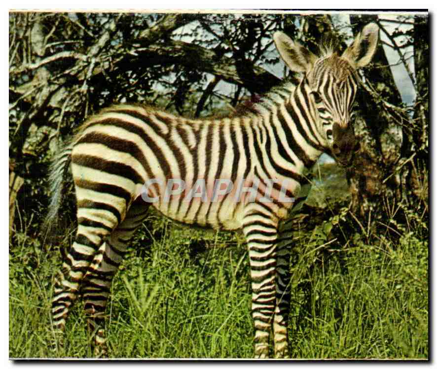 CPM Meli Park Adinkerke de Panne Belgium Zebre 