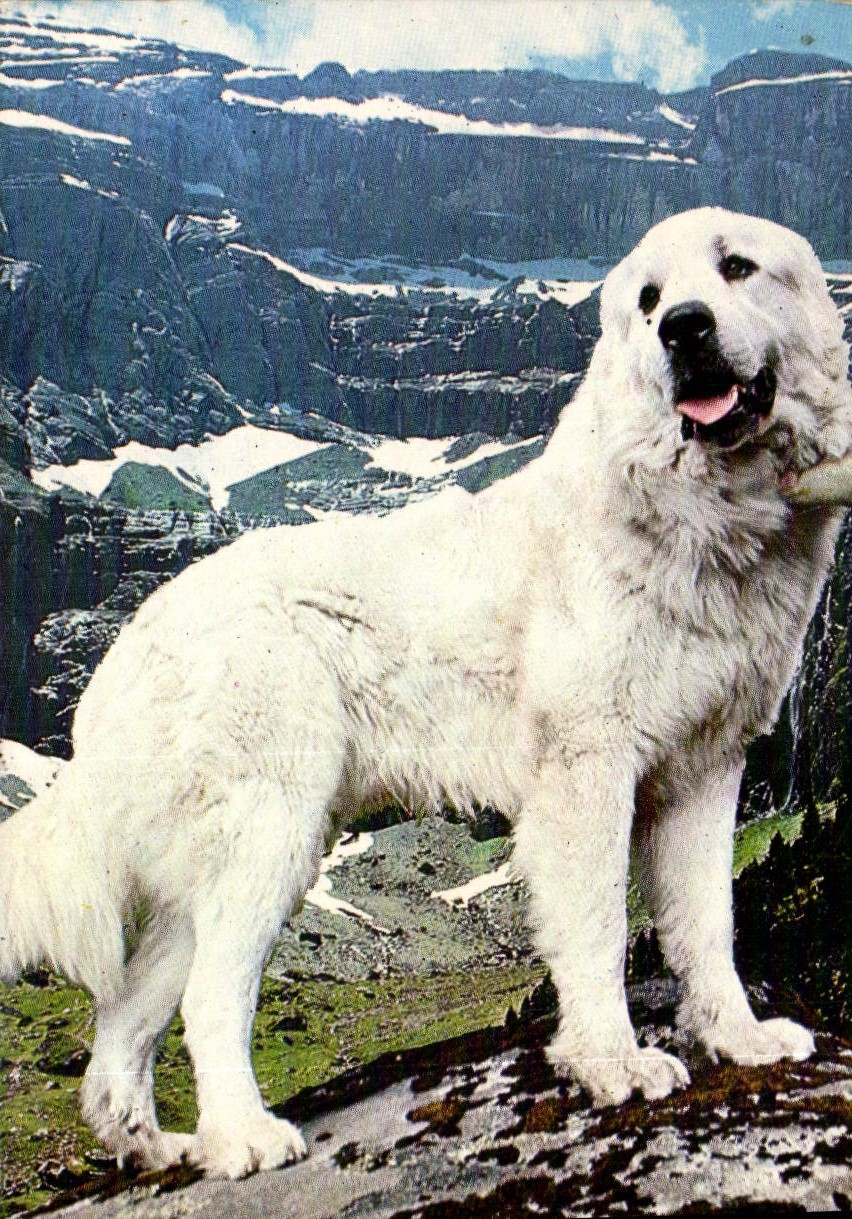 CPM Hautes Pyrenees Gavarnie Chien des Pyrenees 