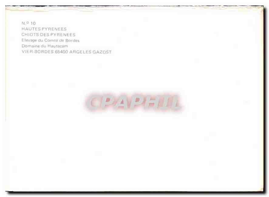 CPM Hautes Pyrenees Chiots des Pyrenees  — Verso