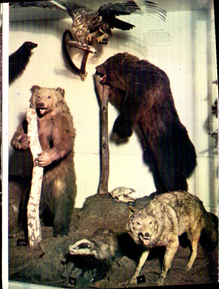 CPM Chateau Fort de Lourdes Musee Pyreneen Salle de la Faune Pyreneenne 