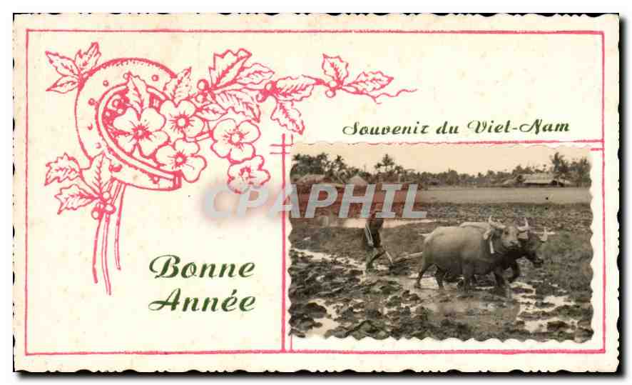 CPM Souvenir du Viel Nam Bonne Annee Indochine Bœuf