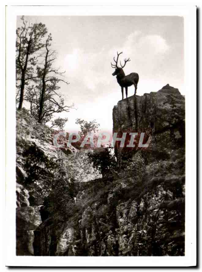 CPM Hollental Hirschsprung 