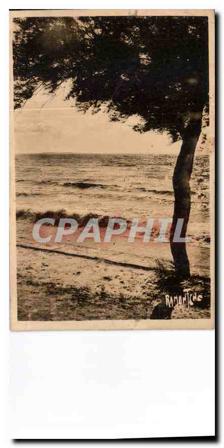 CPA Sous les Tamaris Chatelaillon plage 