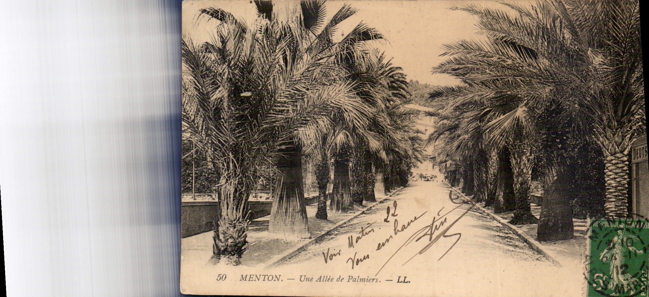 CPA Menton Une Allee de Palmiers 