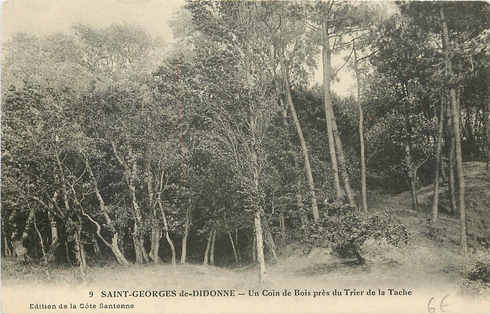 CPA Saint Georges de Didonne Un Coin de Bois pres du Trier de la Tache 