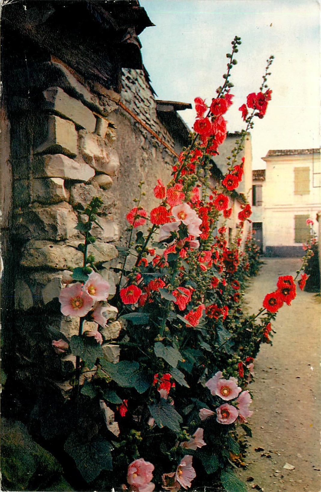 CPA Ile de Re Les Roses Tremieres 