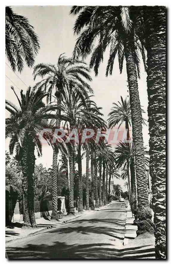 CPA Images de Chez Nous Cote d'Azur Varoise Hyeres Avenue Godillot 