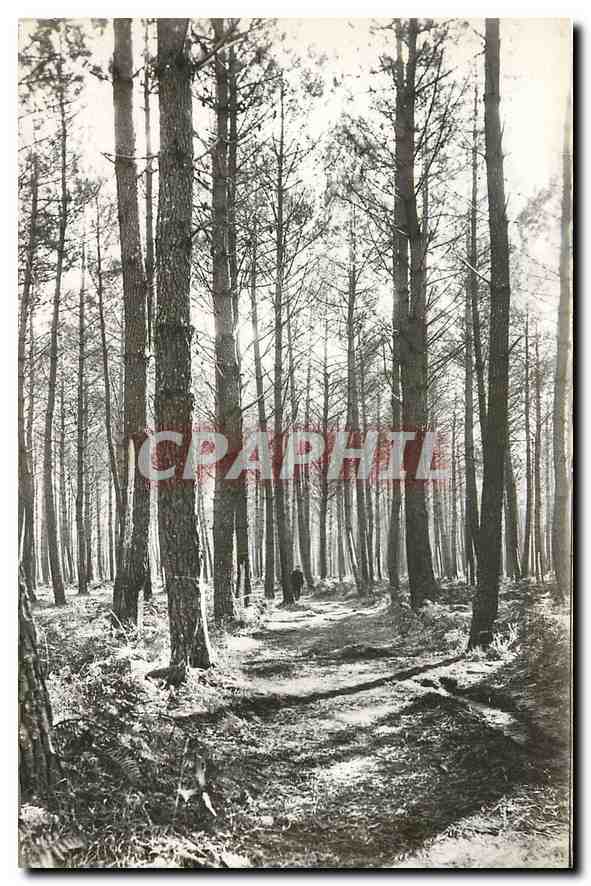 CPA Mimizan plage Landes la foret de pins 