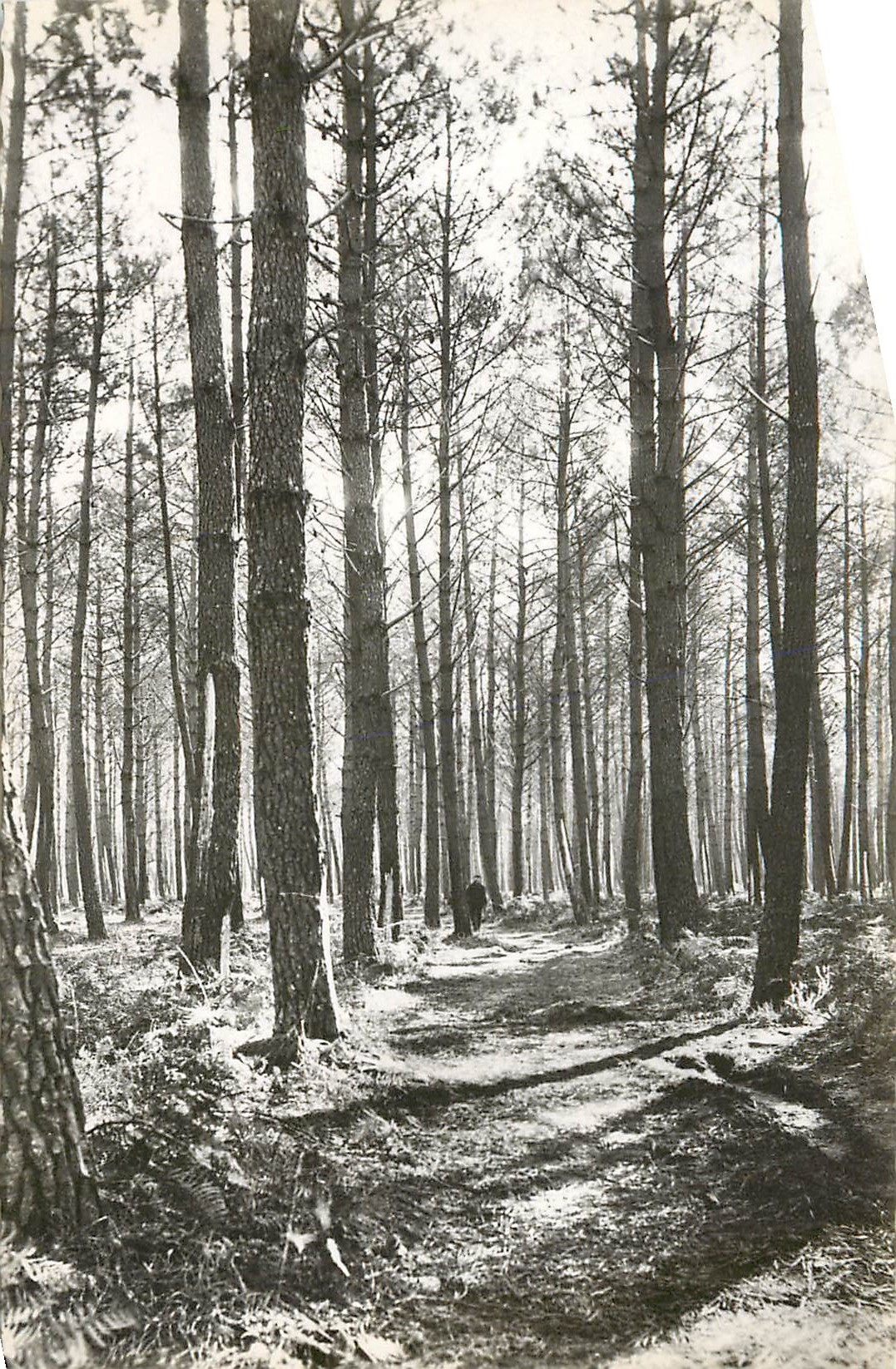 CPA Mimizan plage Landes la foret de pins 