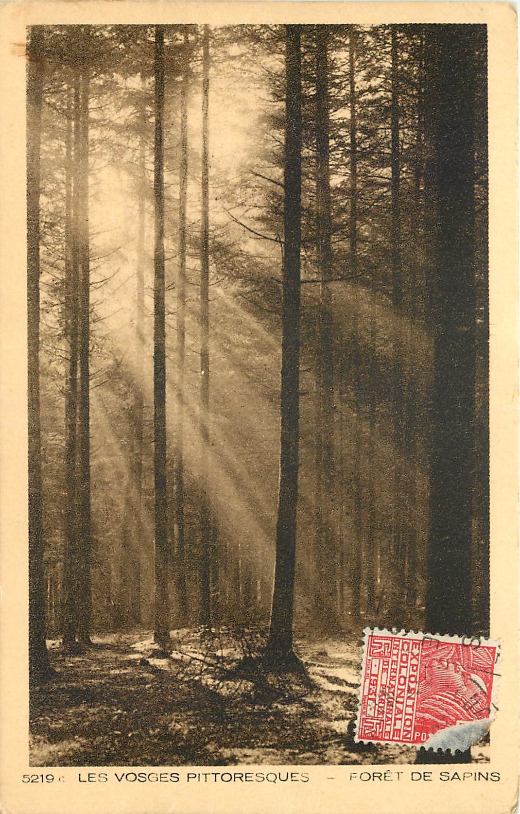 CPA Les Vosges Pittoresque Foret de Sapins 