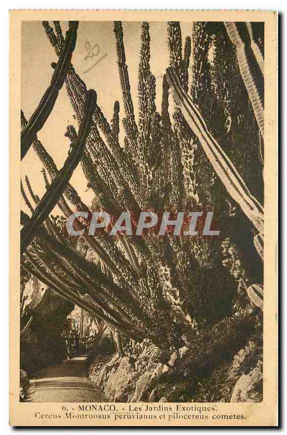 CPA Monaco Les Jardins Exotiques Cerens Montruosus peruvianus et pilocereus cometes 